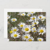 Carte Postale Champ de marguerite (Devant / Derrière)