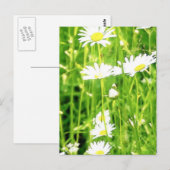 Carte Postale Champ de marguerites (Devant / Derrière)