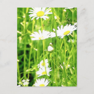 Carte Postale Champ de marguerites