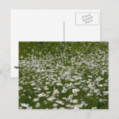 Carte Postale Champ de marguerites Fleurs sauvages de l'Alaska (Devant / Derrière)