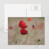 Carte Postale Champ de pavot (Devant / Derrière)