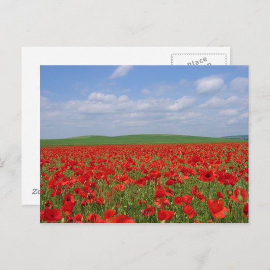 Carte Postale Champ de pavot (Devant / Derrière)