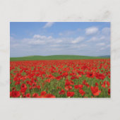 Carte Postale Champ de pavot (Devant)