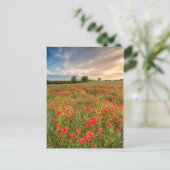 Carte Postale Champ de pavots (Debout devant)