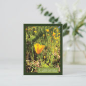 Carte Postale Champ de pavots (Debout devant)