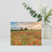 Carte Postale Champ de pavots (Debout devant)