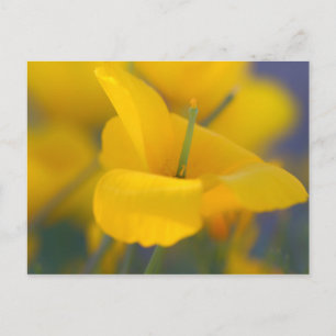 Carte Postale Champ de pavots en fleurs