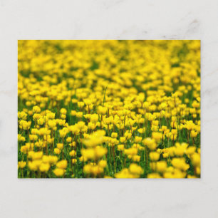 Carte Postale Champ de petites fleurs jaunes sauvages bouton d'o