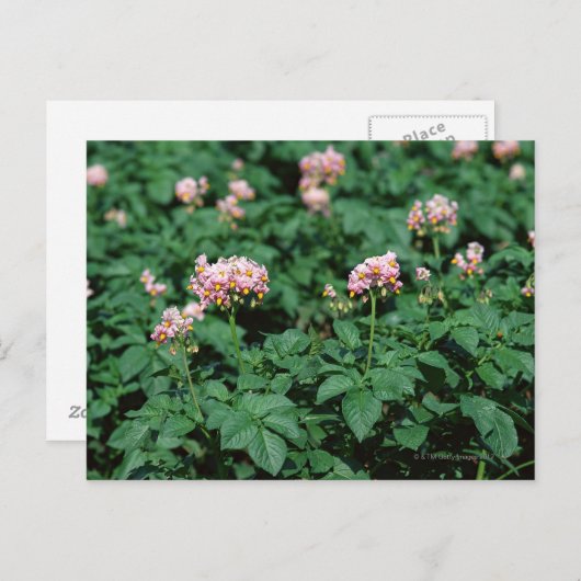 Carte Postale Champ de pomme de terre (Devant / Derrière)