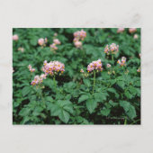 Carte Postale Champ de pomme de terre (Devant)