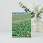 Carte Postale Champ de pommes de terre 3 (Debout devant)