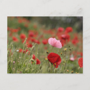 Carte Postale Champ de printemps avec des pavots rouges
