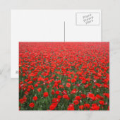 Carte Postale Champ de Red Poppies (Devant / Derrière)