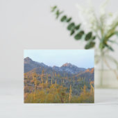 Carte Postale Champ de Saguaro ensoleillé (Debout devant)