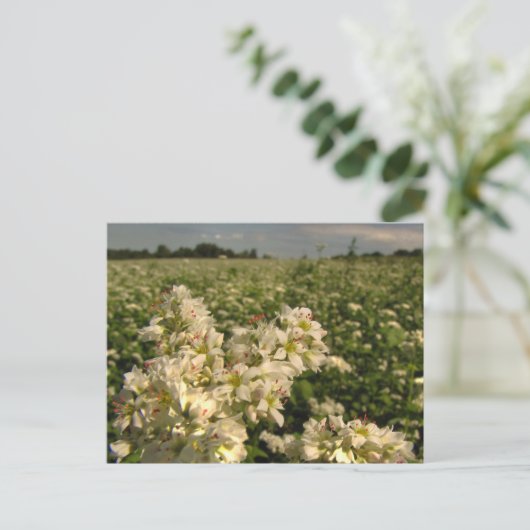 Carte Postale Champ de sarrasin (Debout devant)