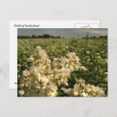 Carte Postale Champ de sarrasin (Devant / Derrière)