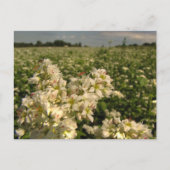 Carte Postale Champ de sarrasin (Devant)