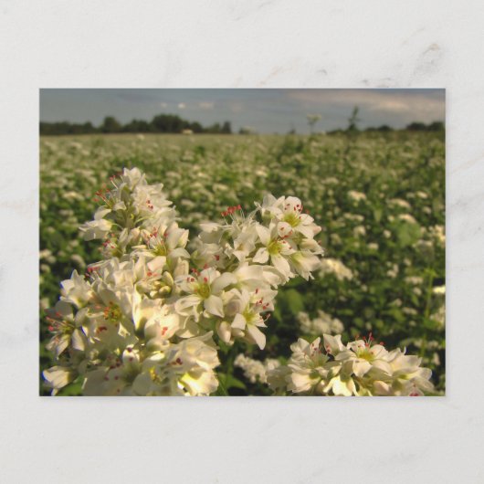 Carte Postale Champ de sarrasin (Devant)