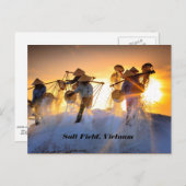 Carte Postale Champ de sel du Vietnam (Devant / Derrière)