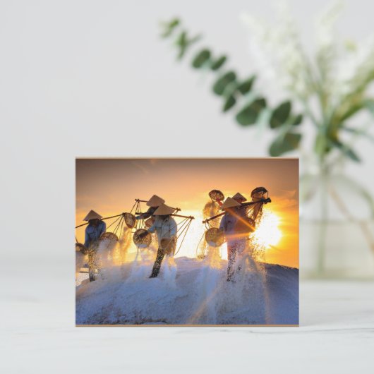 Carte Postale Champ de sel du Vietnam (Debout devant)