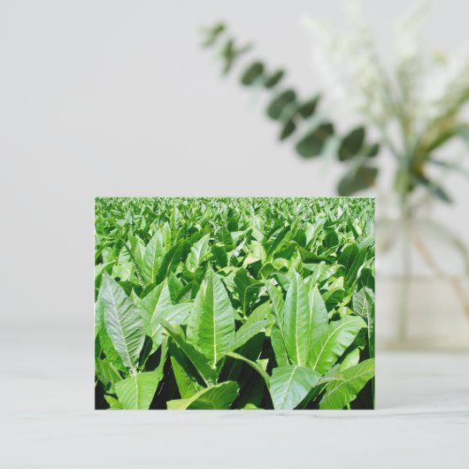 Carte Postale Champ de tabac (Debout devant)