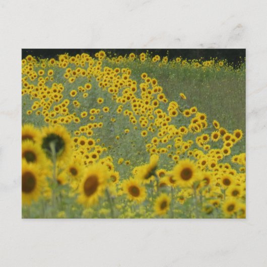 Carte Postale Champ de tournesol dans les lignes do-it-yourself  (Devant)