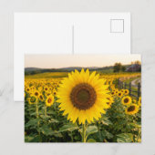 Carte Postale Champ de tournesols (Devant / Derrière)