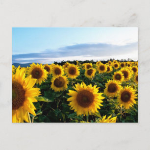 Carte Postale Champ de tournesols