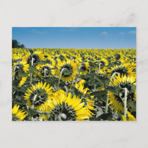Carte Postale Champ de tournesols