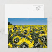 Carte Postale Champ de tournesols (Devant / Derrière)