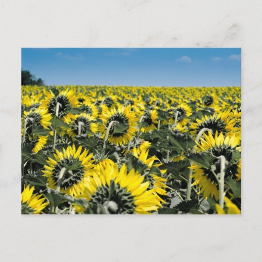 Carte Postale Champ de tournesols (Devant)