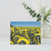 Carte Postale Champ de tournesols (Debout devant)
