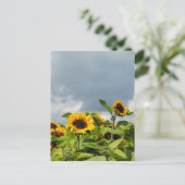 Carte Postale Champ de Tournesols (Debout devant)