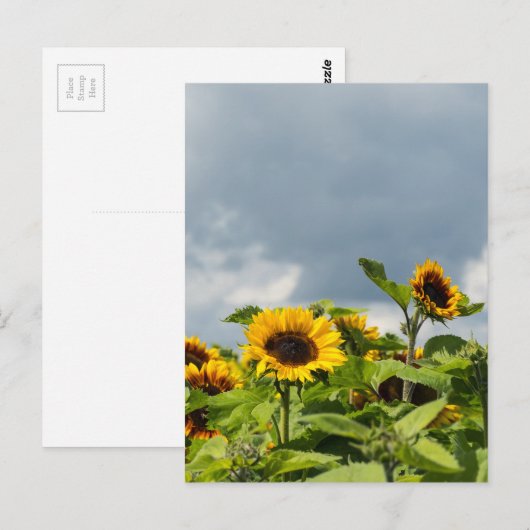Carte Postale Champ de Tournesols (Devant / Derrière)