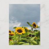 Carte Postale Champ de Tournesols (Devant)