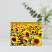 Carte Postale Champ de tournesols (Debout devant)