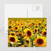 Carte Postale Champ de tournesols (Devant / Derrière)