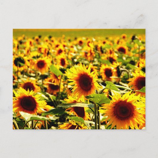 Carte Postale Champ de tournesols (Devant)