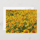 Carte Postale Champ de Tournesols (Devant / Derrière)