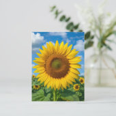 CARTE POSTALE CHAMP DE TOURNESOLS (Debout devant)