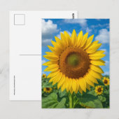 CARTE POSTALE CHAMP DE TOURNESOLS (Devant / Derrière)
