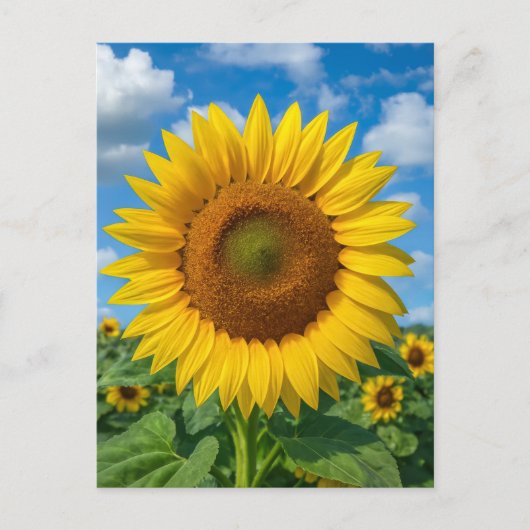 CARTE POSTALE CHAMP DE TOURNESOLS (Devant)
