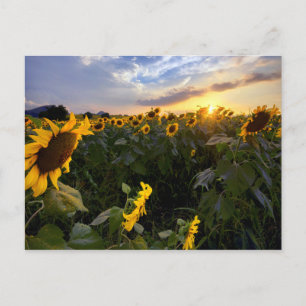 Carte Postale Champ de tournesols en fleurs