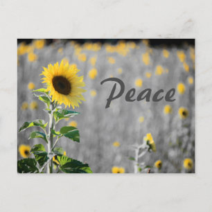Carte Postale Champ de tournesols "Paix", noir et blanc