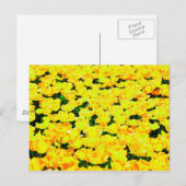 Carte Postale Champ de tulipe - jaune or (Devant / Derrière)