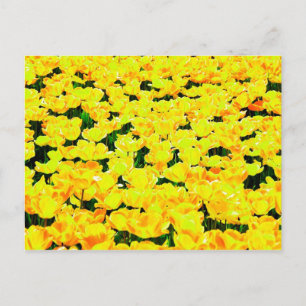 Carte Postale Champ de tulipe - jaune or