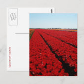 Carte Postale Champ de tulipe néerlandais (Devant / Derrière)