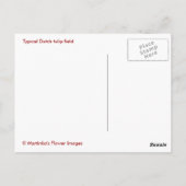 Carte Postale Champ de tulipe néerlandais (Dos)