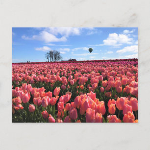 Carte Postale Champ de tulipe rose avec ballon à air chaud, Oreg