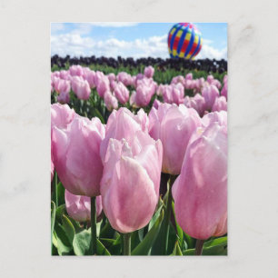 Carte Postale Champ de tulipe rose avec ballon à air chaud, Oreg